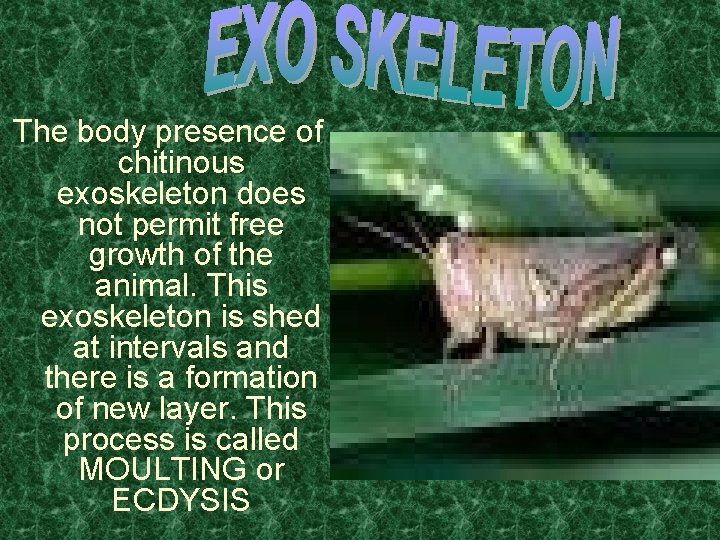 The body presence of chitinous exoskeleton does not permit free growth of the animal.