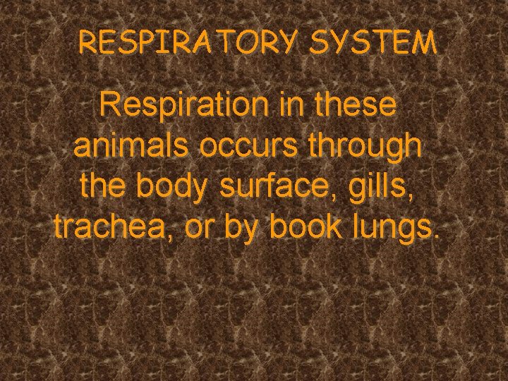 RESPIRATORY SYSTEM Respiration in these animals occurs through the body surface, gills, trachea, or