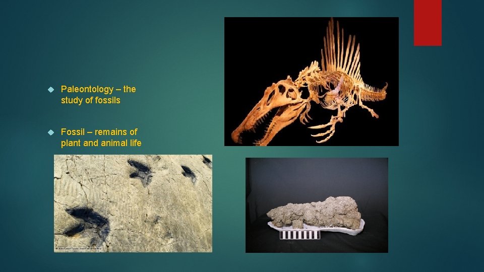  Paleontology – the study of fossils Fossil – remains of plant and animal