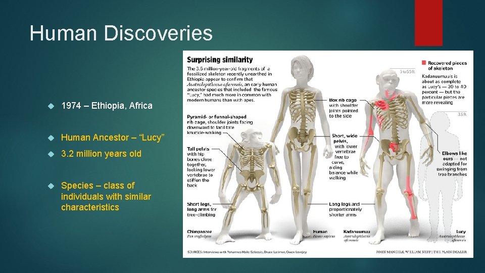 Human Discoveries 1974 – Ethiopia, Africa Human Ancestor – “Lucy” 3. 2 million years