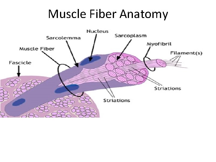 Muscle Fiber Anatomy • • Sarcolemma – cell membrane of muscle cell Sarcoplasm –