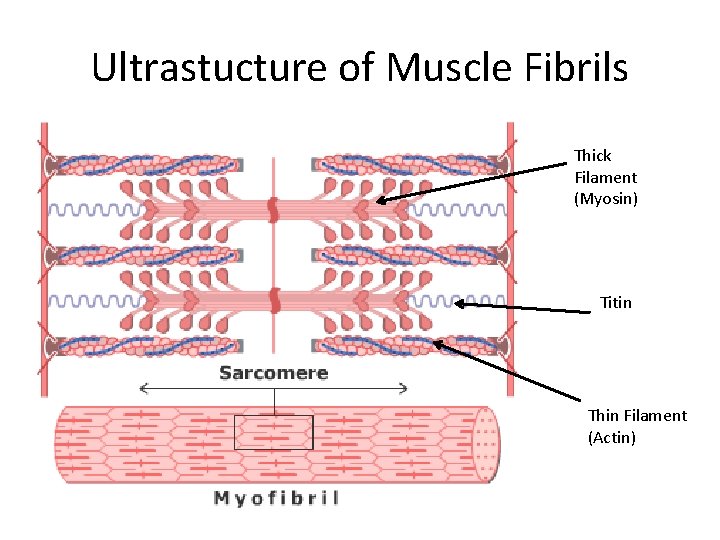 Ultrastucture of Muscle Fibrils Thick Filament (Myosin) Titin Thin Filament (Actin) 