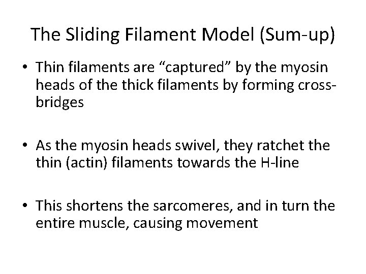 The Sliding Filament Model (Sum-up) • Thin filaments are “captured” by the myosin heads