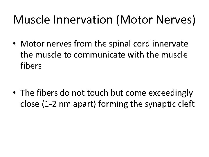 Muscle Innervation (Motor Nerves) • Motor nerves from the spinal cord innervate the muscle
