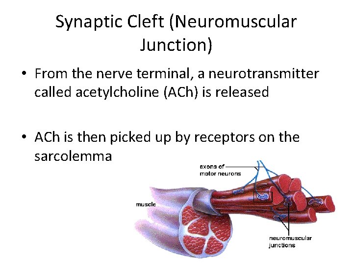 Synaptic Cleft (Neuromuscular Junction) • From the nerve terminal, a neurotransmitter called acetylcholine (ACh)