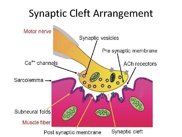Synaptic Cleft Arrangement 
