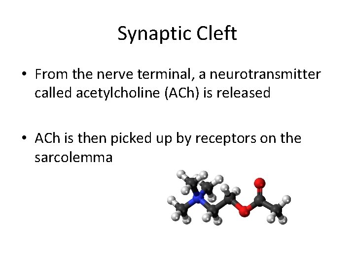 Synaptic Cleft • From the nerve terminal, a neurotransmitter called acetylcholine (ACh) is released