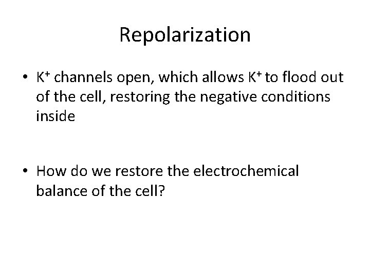 Repolarization • K+ channels open, which allows K+ to flood out of the cell,