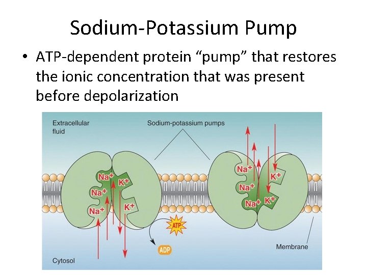 Sodium-Potassium Pump • ATP-dependent protein “pump” that restores the ionic concentration that was present