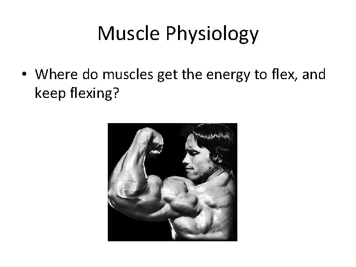 Muscle Physiology • Where do muscles get the energy to flex, and keep flexing?