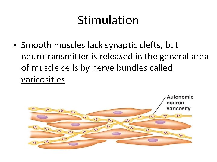 Stimulation • Smooth muscles lack synaptic clefts, but neurotransmitter is released in the general