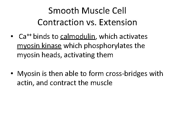 Smooth Muscle Cell Contraction vs. Extension • Ca++ binds to calmodulin, which activates myosin