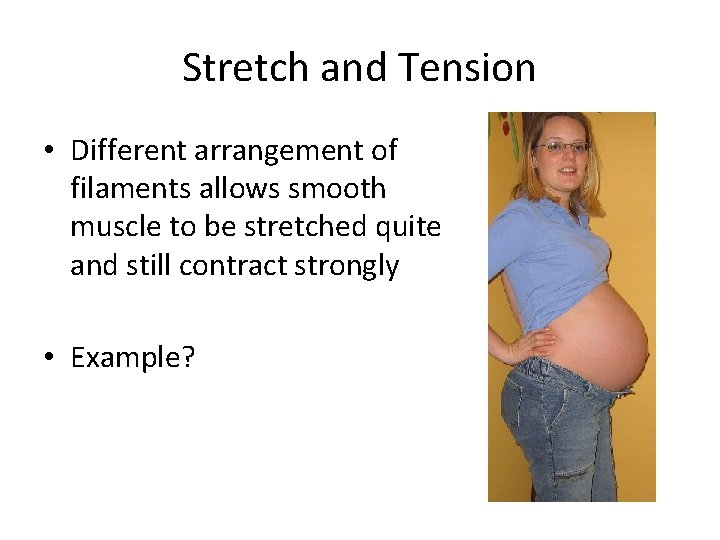 Stretch and Tension • Different arrangement of filaments allows smooth muscle to be stretched