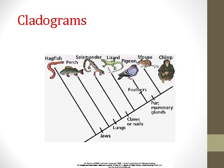 Cladograms 