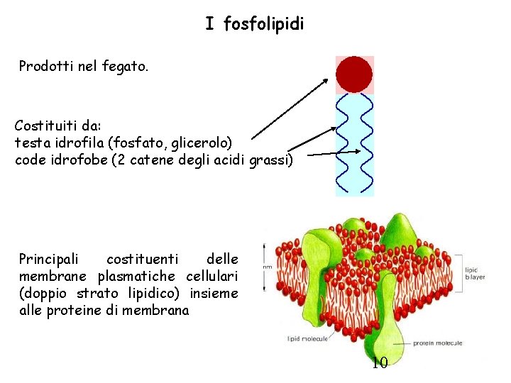 I fosfolipidi Prodotti nel fegato. Costituiti da: testa idrofila (fosfato, glicerolo) code idrofobe (2