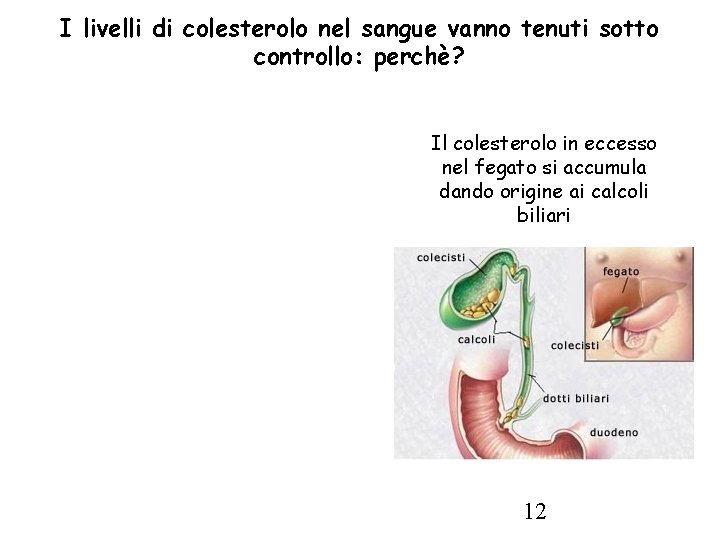 I livelli di colesterolo nel sangue vanno tenuti sotto controllo: perchè? Il colesterolo in