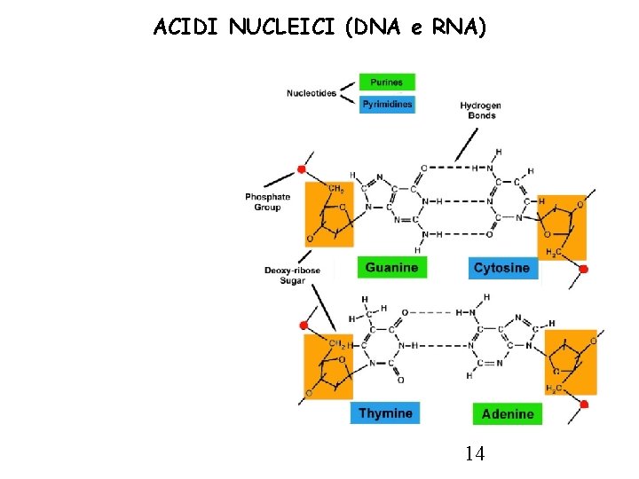 ACIDI NUCLEICI (DNA e RNA) 14 