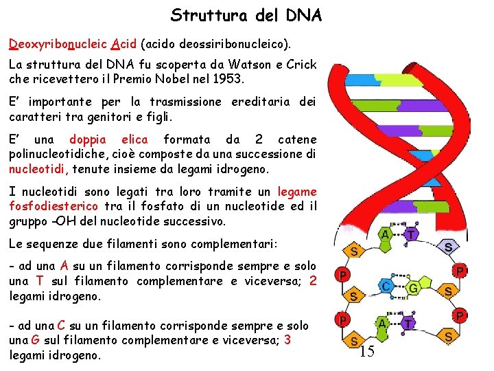 Struttura del DNA Deoxyribonucleic Acid (acido deossiribonucleico). La struttura del DNA fu scoperta da