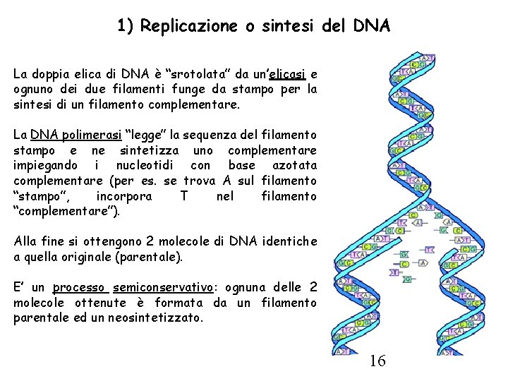 1) Replicazione o sintesi del DNA La doppia elica di DNA è “srotolata” da