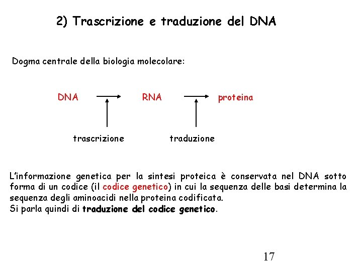 2) Trascrizione e traduzione del DNA Dogma centrale della biologia molecolare: DNA trascrizione RNA