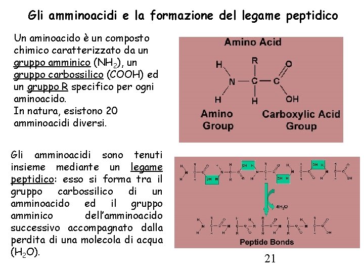 Gli amminoacidi e la formazione del legame peptidico Un aminoacido è un composto chimico