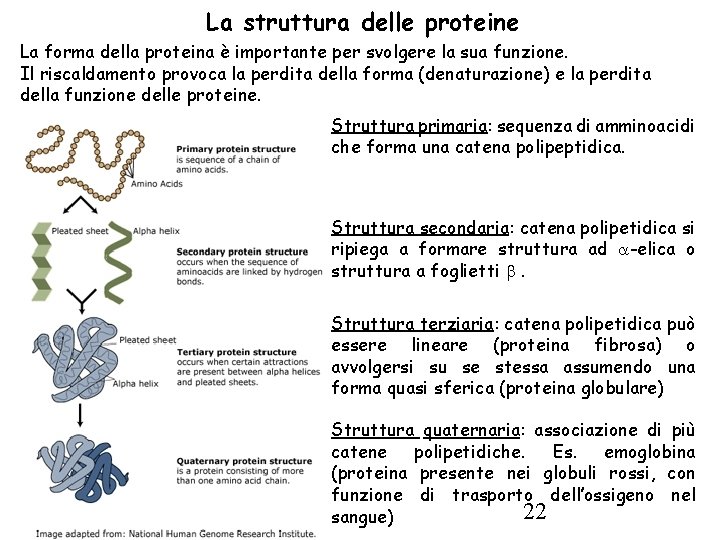 La struttura delle proteine La forma della proteina è importante per svolgere la sua