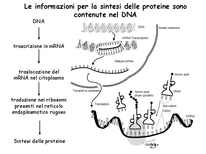 Le informazioni per la sintesi delle proteine sono contenute nel DNA trascrizione in m.