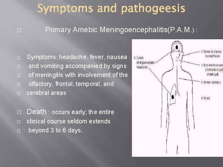 � Primary Amebic Meningoencephalitis(P. A. M. ) : � Symptoms; headache, fever, nausea and