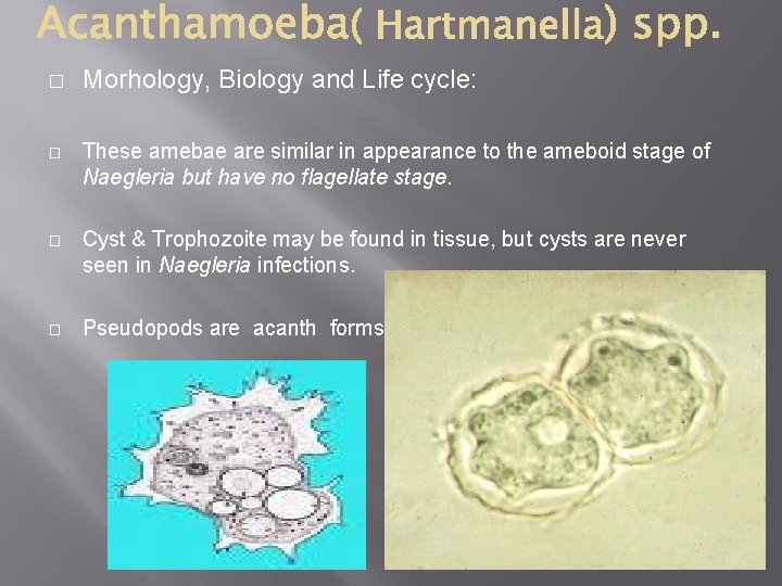� Morhology, Biology and Life cycle: � These amebae are similar in appearance to