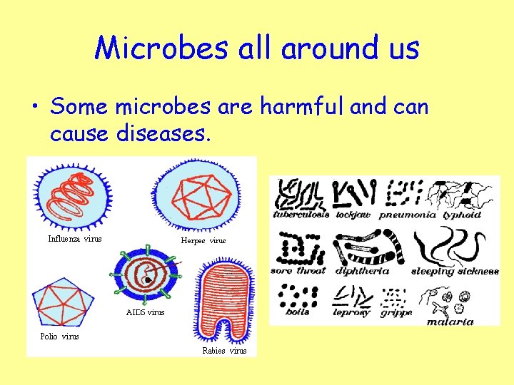 Microbes all around us • Some microbes are harmful and can cause diseases. 