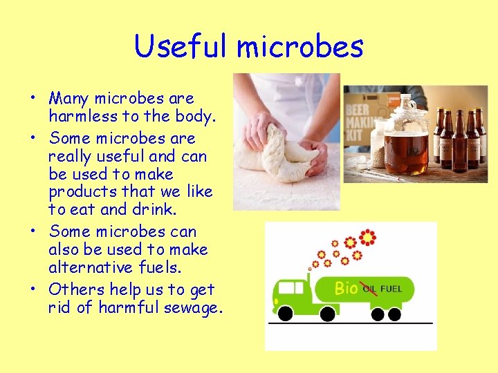 Useful microbes • Many microbes are harmless to the body. • Some microbes are