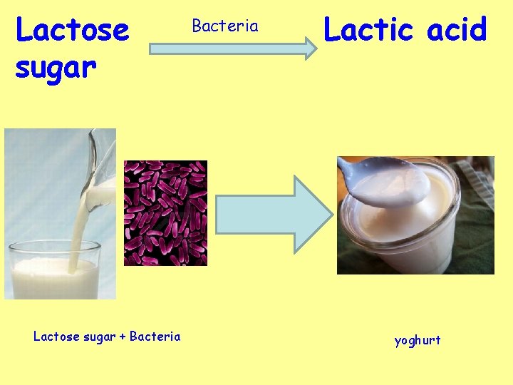 Lactose sugar + Bacteria Lactic acid yoghurt 