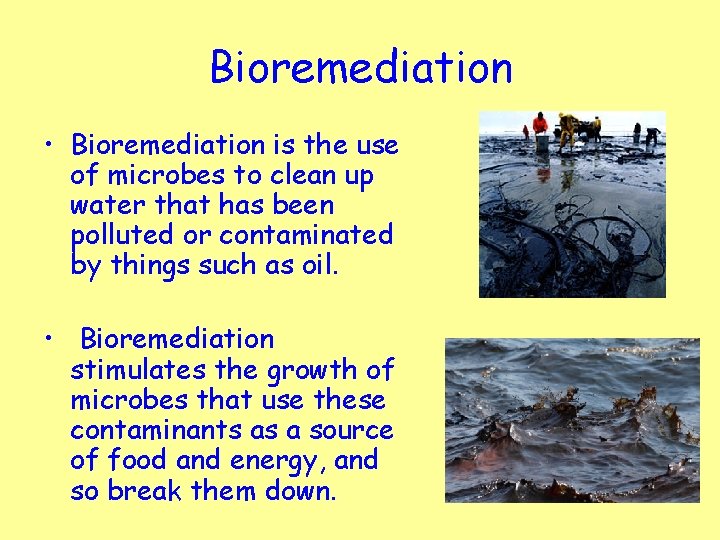 Bioremediation • Bioremediation is the use of microbes to clean up water that has