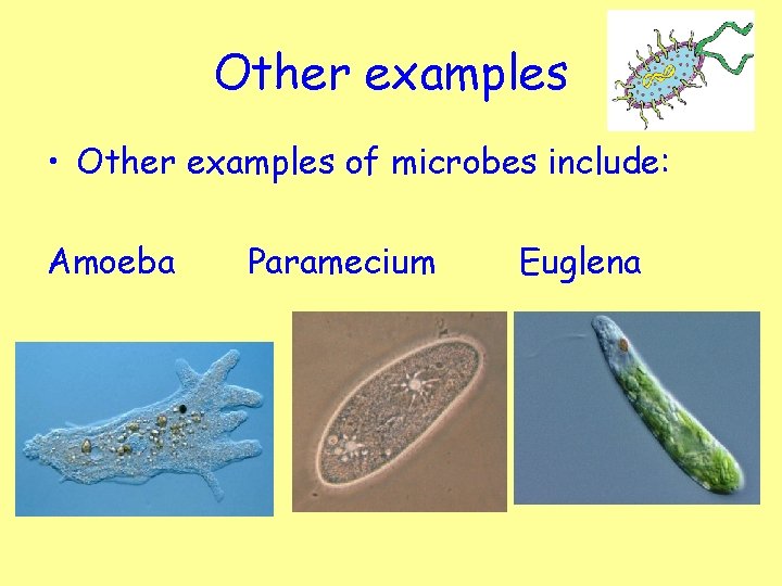 Other examples • Other examples of microbes include: Amoeba Paramecium Euglena 