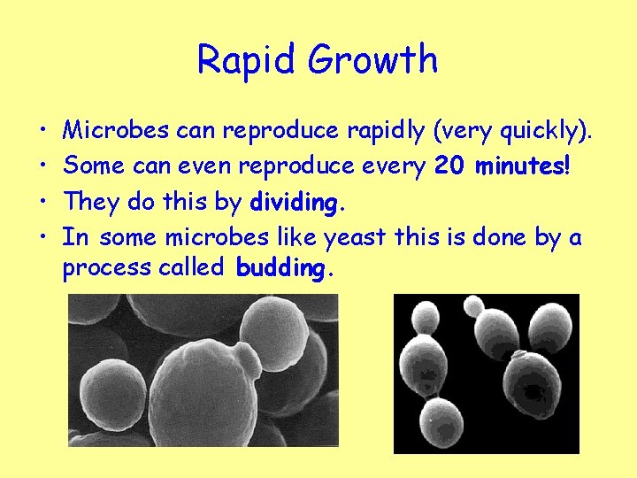 Rapid Growth • • Microbes can reproduce rapidly (very quickly). Some can even reproduce