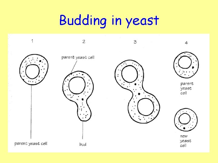 Budding in yeast 