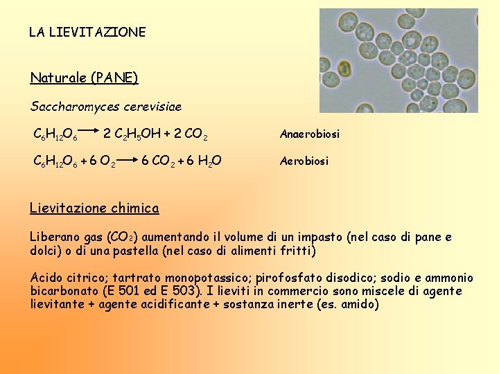 LA LIEVITAZIONE Naturale (PANE) Saccharomyces cerevisiae C 6 H 12 O 6 2 C