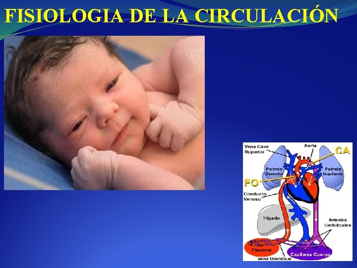 FISIOLOGIA DE LA CIRCULACIÓN 