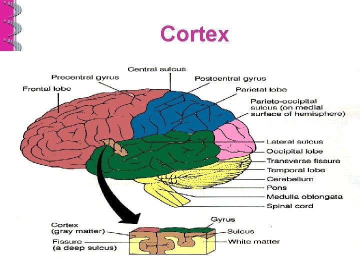 INTRODUCTION TO PSYCHOLOGY Chapter 3 The Brain and