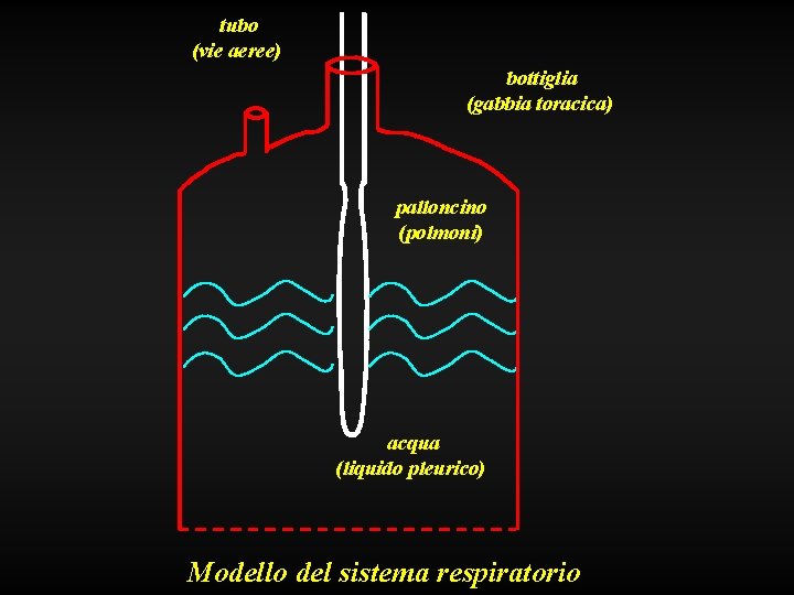 tubo (vie aeree) bottiglia (gabbia toracica) palloncino (polmoni) acqua (liquido pleurico) Modello del sistema