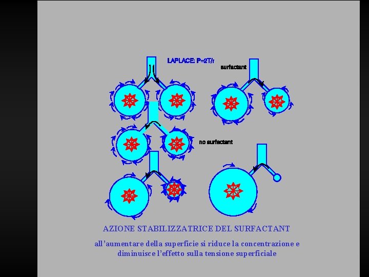 AZIONE STABILIZZATRICE DEL SURFACTANT all’aumentare della superficie si riduce la concentrazione e diminuisce l’effetto