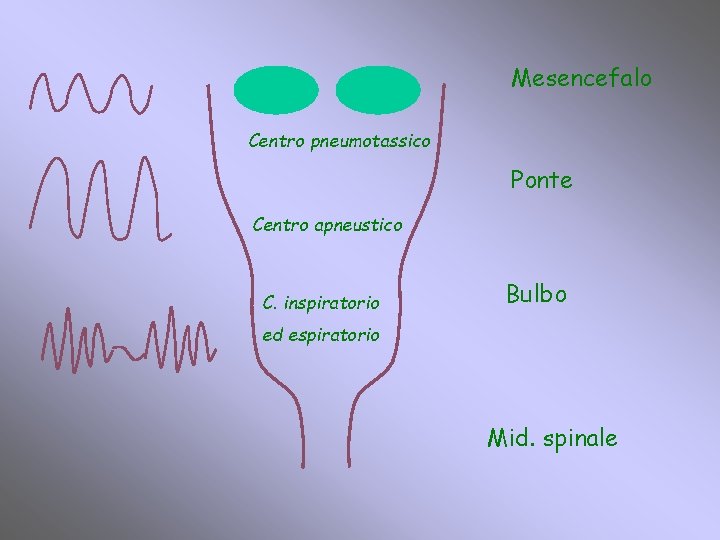 Mesencefalo Centro pneumotassico Ponte Centro apneustico C. inspiratorio Bulbo ed espiratorio Mid. spinale 