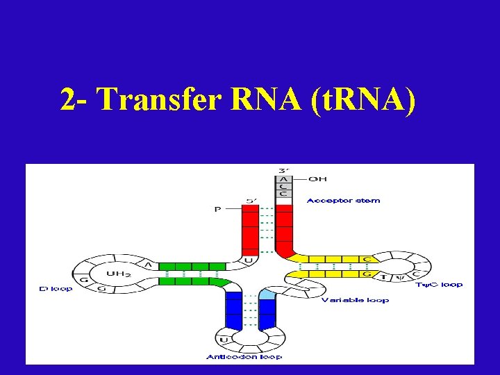 2 - Transfer RNA (t. RNA) 