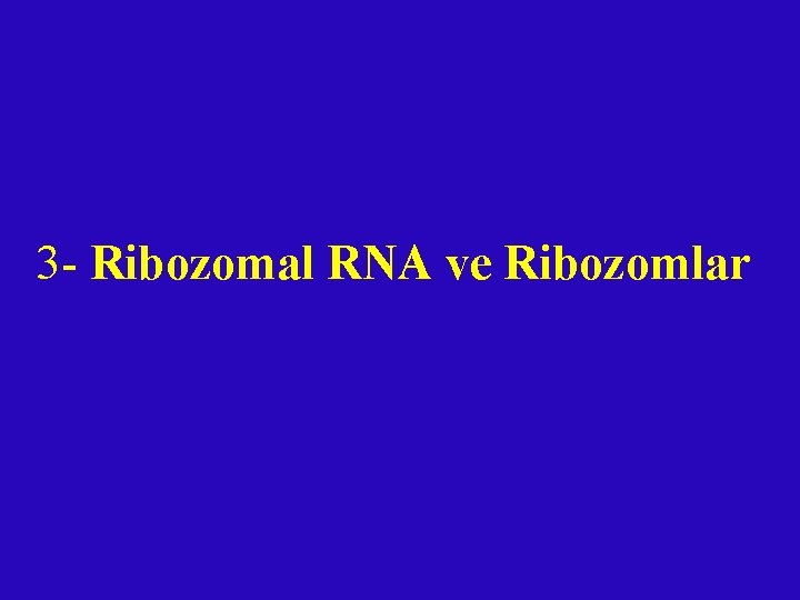  3 - Ribozomal RNA ve Ribozomlar 
