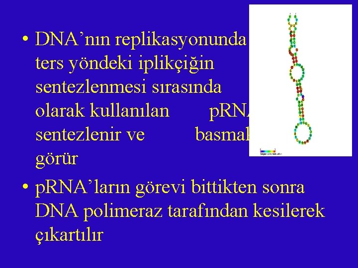  • DNA’nın replikasyonunda ters yöndeki iplikçiğin sentezlenmesi sırasında basamak olarak kullanılan p. RNA’