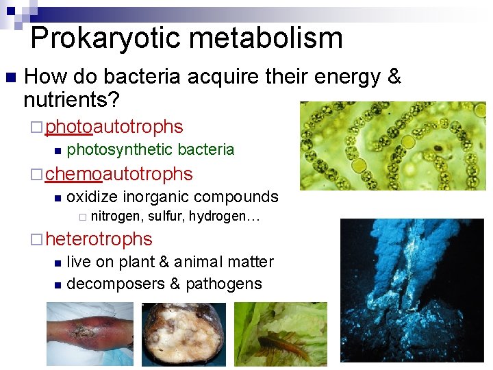 Prokaryotic metabolism n How do bacteria acquire their energy & nutrients? ¨ photoautotrophs n