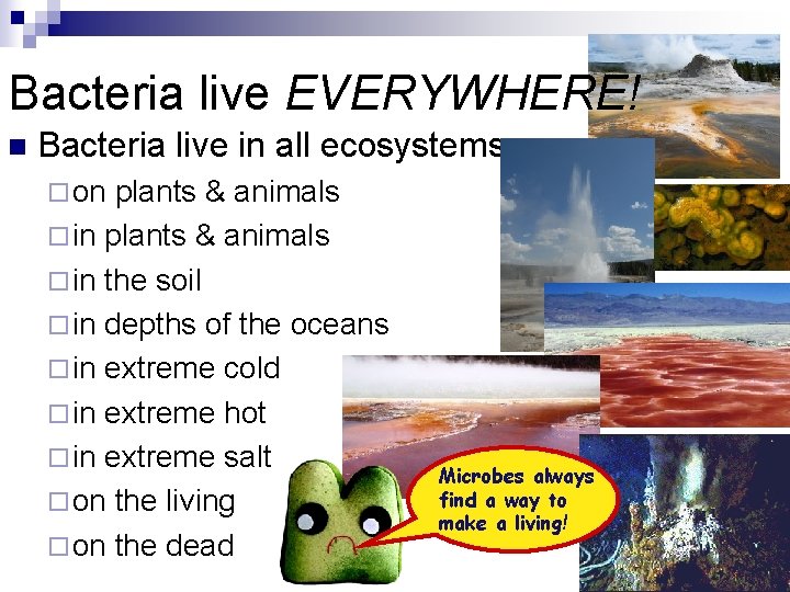 Bacteria live EVERYWHERE! n Bacteria live in all ecosystems ¨ on plants & animals