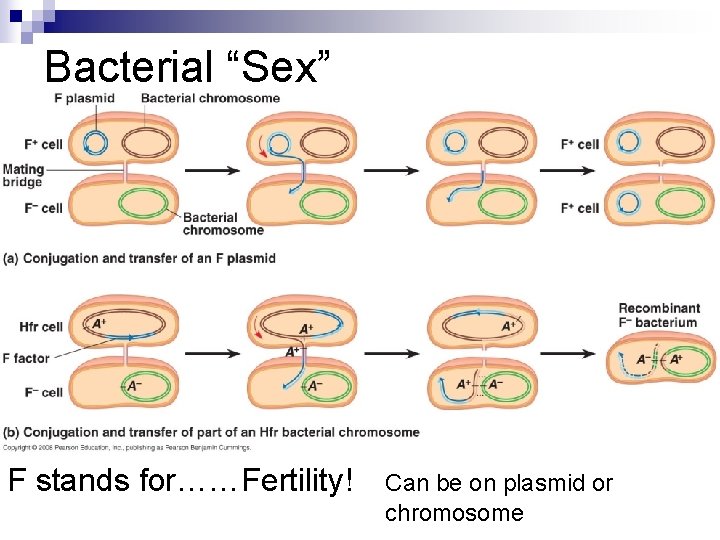 Bacterial “Sex” F stands for……Fertility! Can be on plasmid or chromosome 