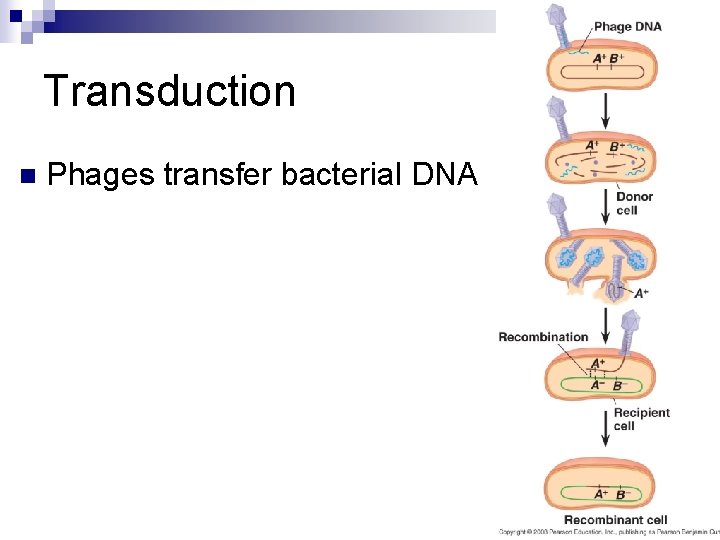 Transduction n Phages transfer bacterial DNA 