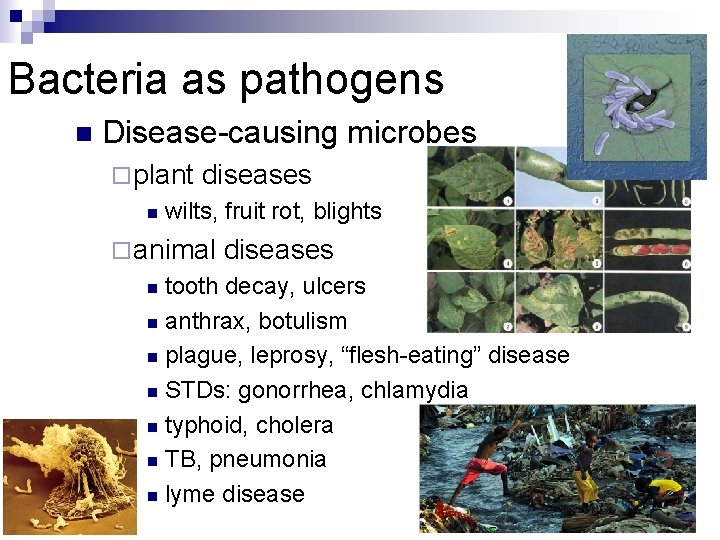 Bacteria as pathogens n Disease-causing microbes ¨ plant n diseases wilts, fruit rot, blights